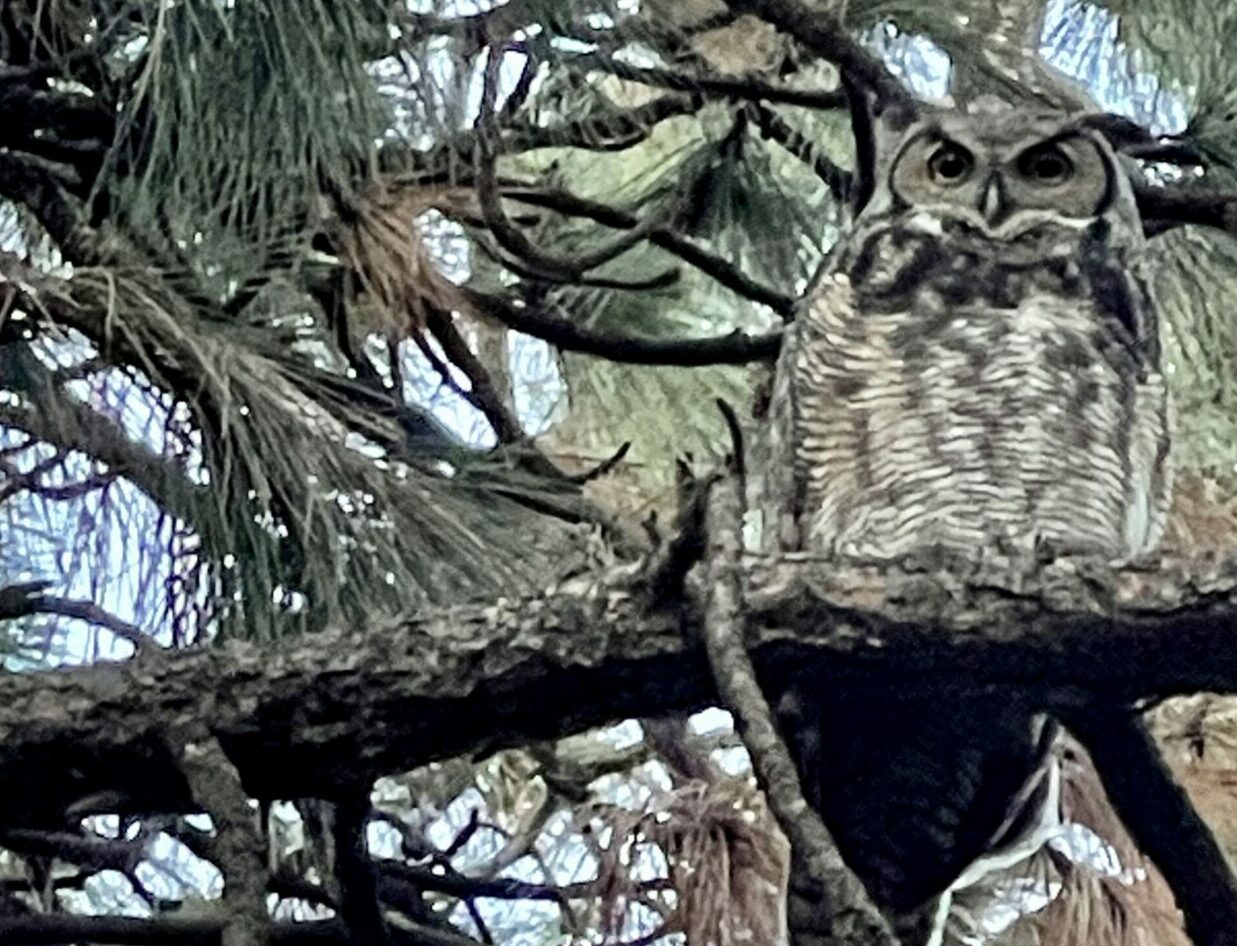 Owl